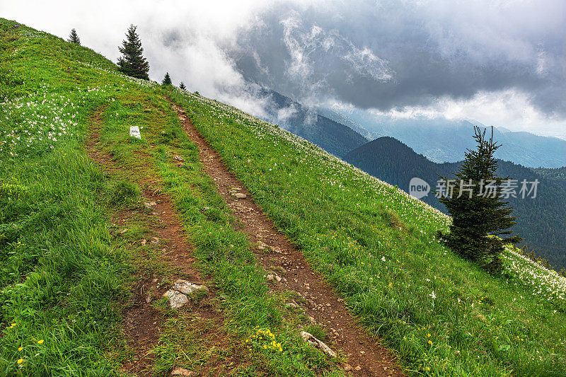 水仙花盛开期间Golica山斜坡上的小路，Gorenjska, Julian Alps，斯洛文尼亚